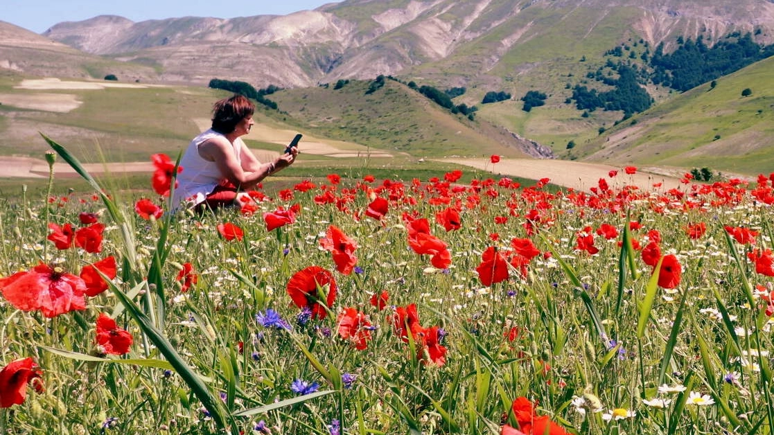 Fioritura a Castelluccio di Norcia: tra i fiori per selfie e video