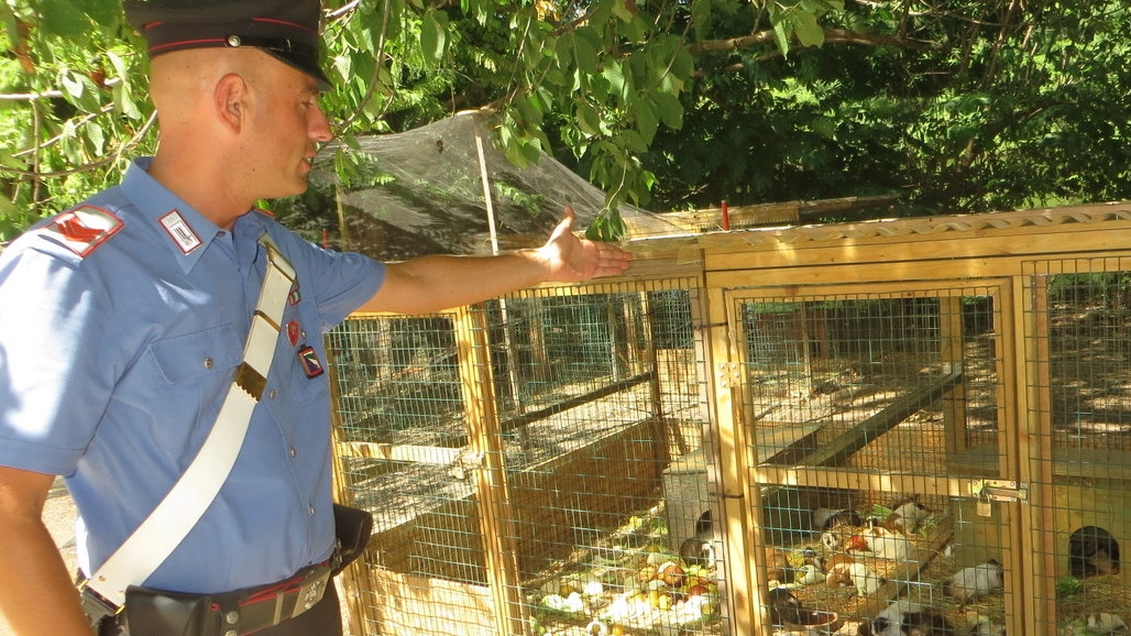CONTROLLI I carabinieri davanti alla gabbia degli animali. A lato il sindaco Giovanni Malpezzi (Veca)