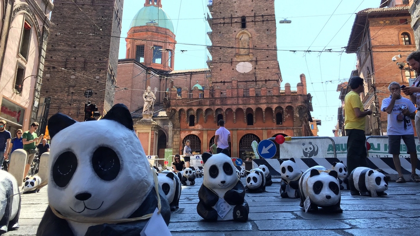 I panda in via Rizzoli (foto Zanini)
