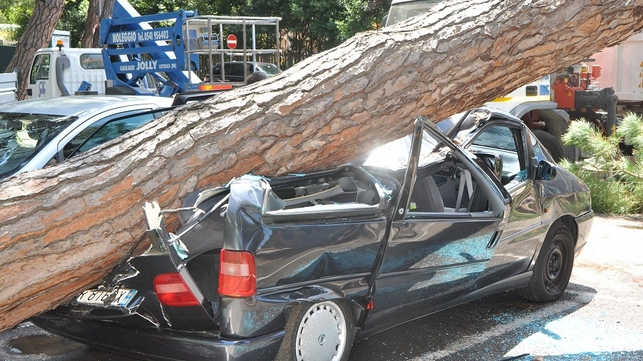 Riccione (Rimini), il pino distrugge quattro auto (Foto Concolino)