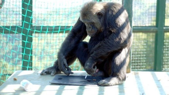 Uno scimpanzè (immagine d'archivio)