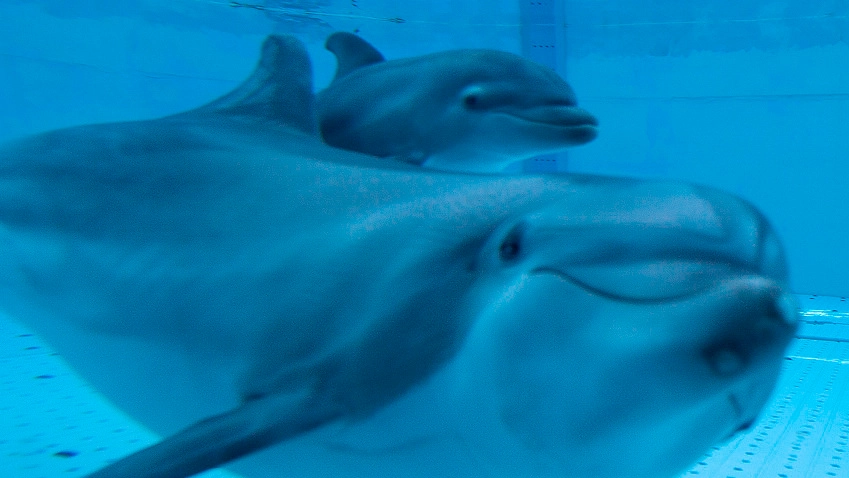 Mamma delfino e il piccolo nuotano assieme