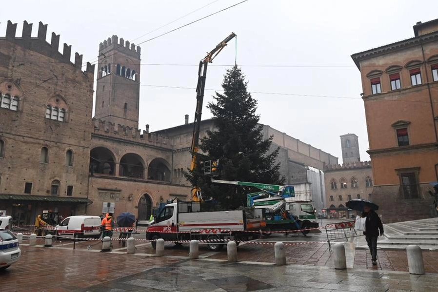 L'albero di Natale in piazza a Bologna (foto Schicchi)