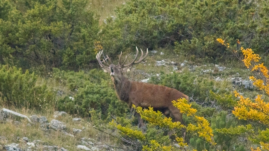 Un cervo sui Sibillini (Foto Simone Gatto)