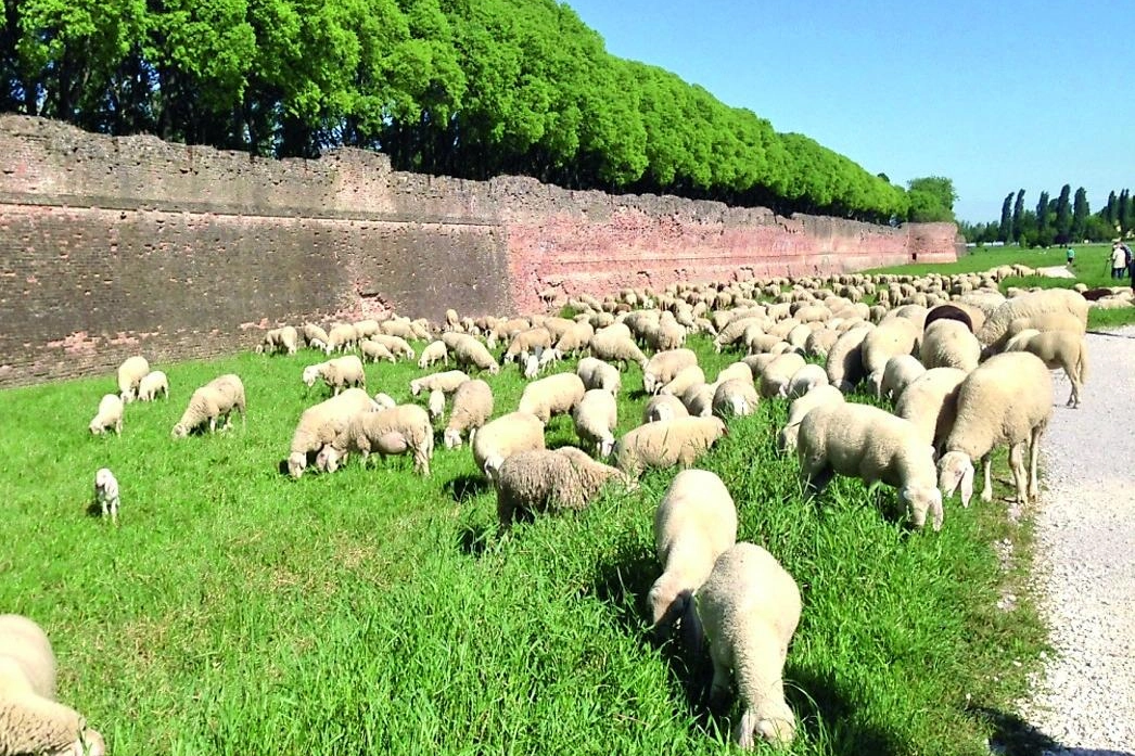 Le pecore di Freddi sotto le mura di Ferrara (Businesspress)