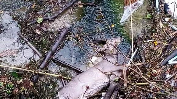 IMMAGINI TREMENDE Alcuni dei tantissimi caprioli, daini e animali selvatici in generale morti affogati nel canale non protetto