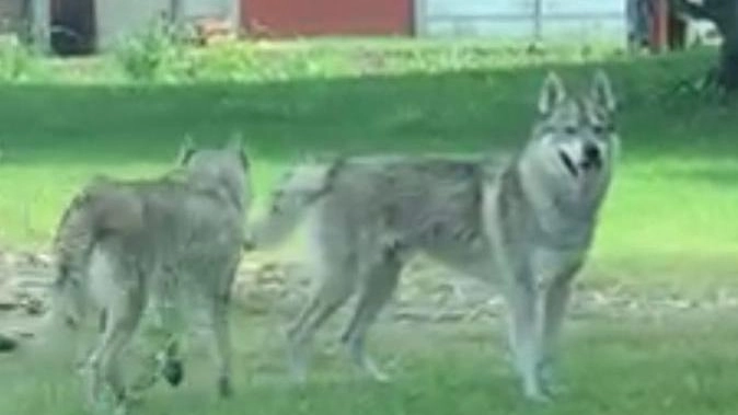 I due esemplari di cani lupo cecoslovacchi avvistati in golena a Pontelagoscuro