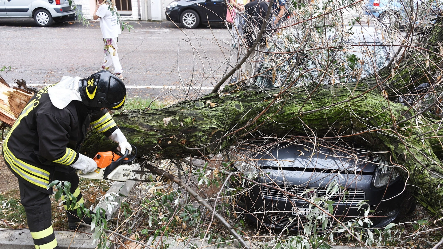 Rimini, un'auto danneggiata da un albero (foto Migliorini)