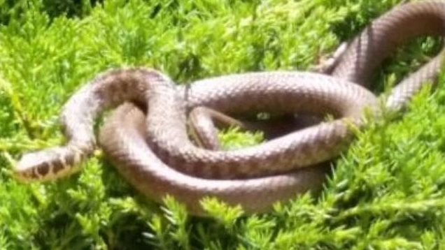 Un serpente (foto d’archivio)