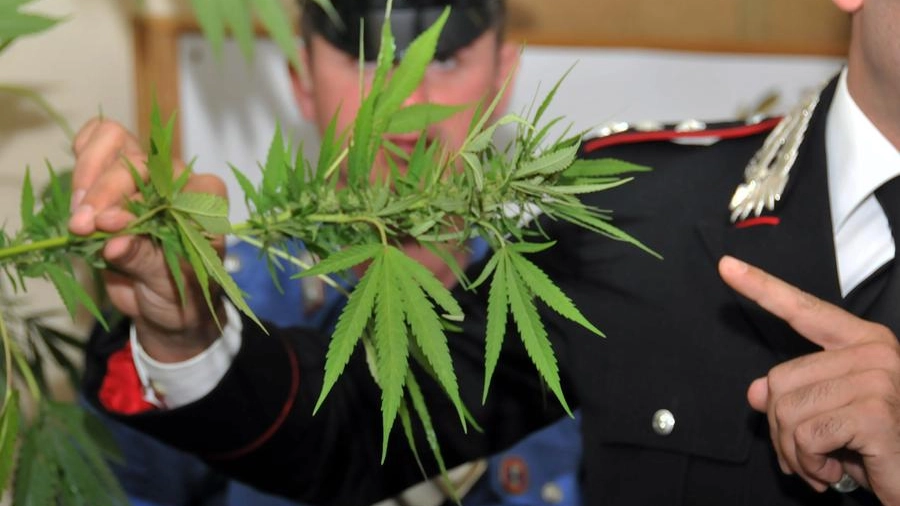 I carabinieri scoprono serra di marijuana (Foto di repertorio Cusa)