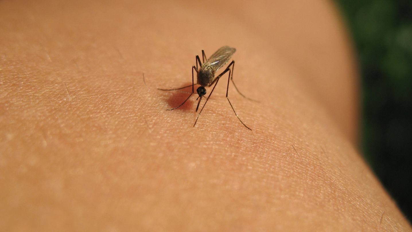 Una puntura di zanzara (foto archivio)