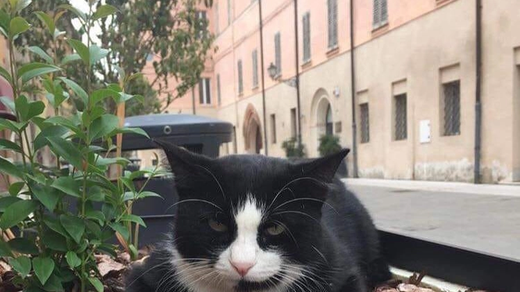 Silvestro, il gatto del comune di Nonantola morto investito
