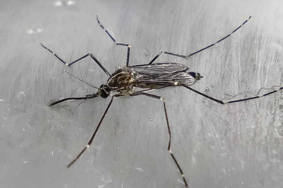 Un esemplare di zanzara coreana