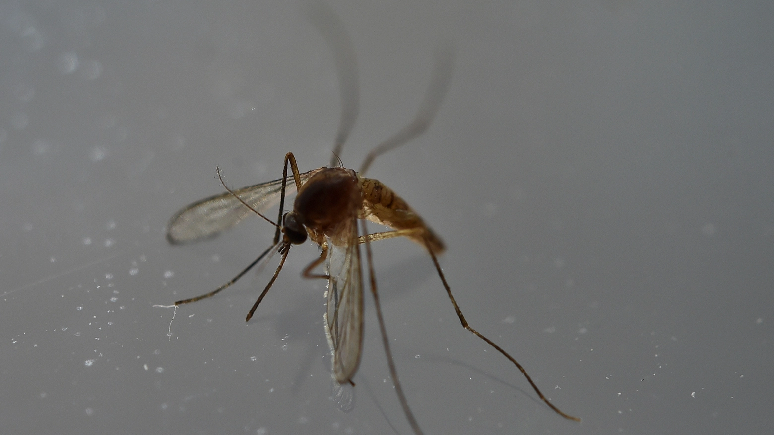 Un caso di virus Zika a Bologna. Zanzara in una foto d'archivio Afp