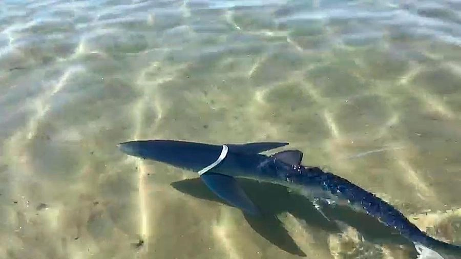 Lo squalo verdesca avvistato a pochi passi dalla riva a Pesaro