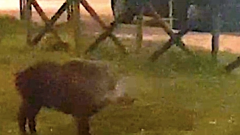 Uno dei cinghiali avvistati l’altra sera al parco Belvedere di Posatora