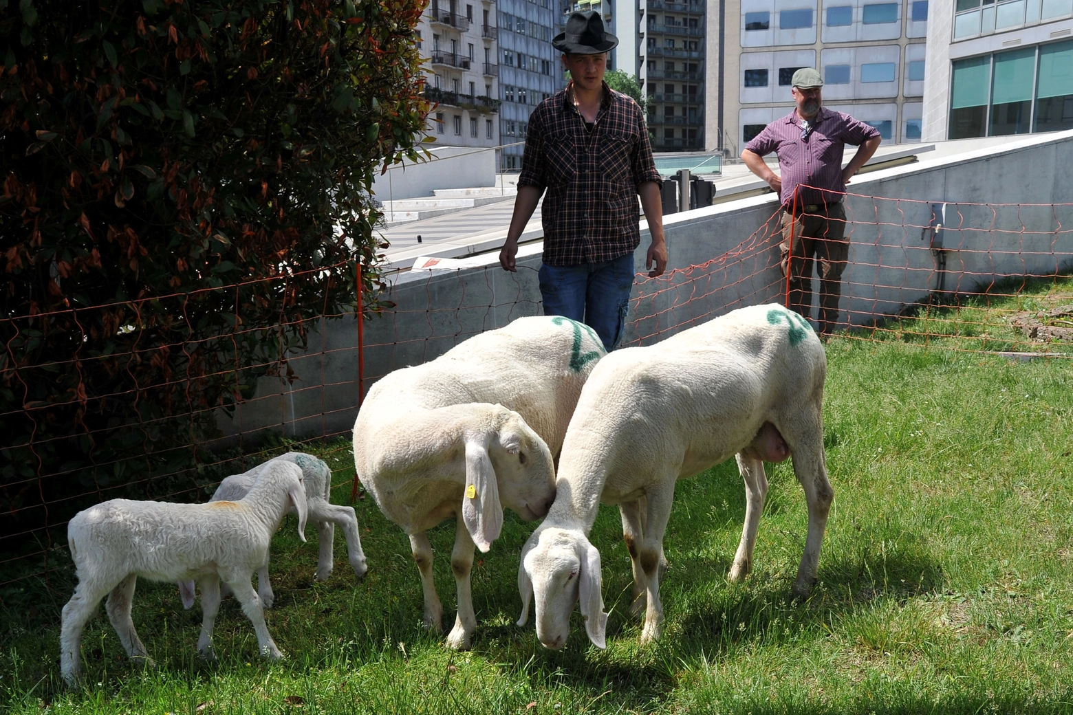 Agnelli e pecore, foto generica