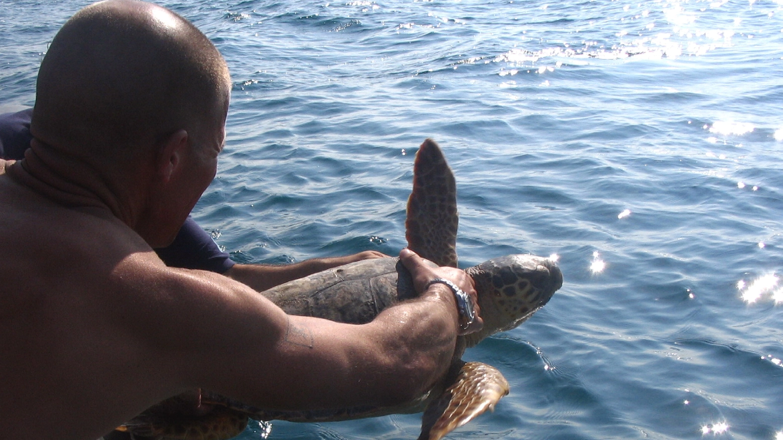 Una tartaruga liberata in mare dopo le cure (Ansa)