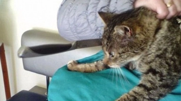 CRUDELTA’ Il gattino è stato catturato con una tagliola e poi sviscerato; ferito dalla terribile trappola anche il labrador della donna che però è sopravvissuto