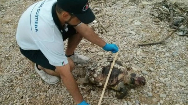 Carcassa di tartaruga trovata sulla spiaggia di Marina Palmense