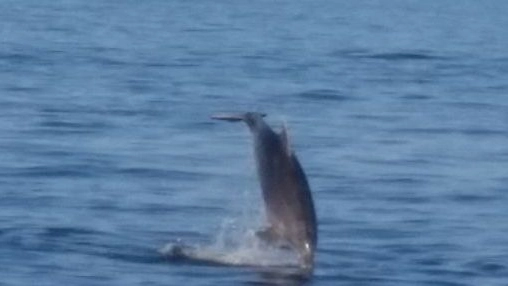 Un delfino nuota nel mare di Pesaro