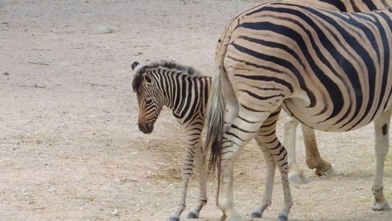 La neonata zebra Gimbo