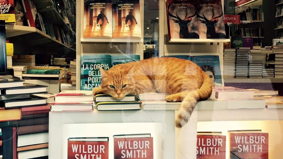 Il gatto Rossini in libreria