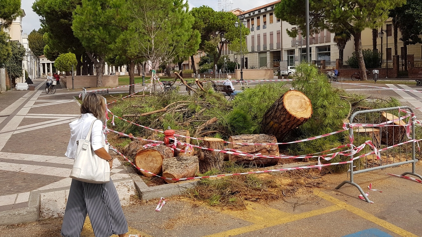 Il pino caduto in piazza XX Settembre  (Foto Donzelli)