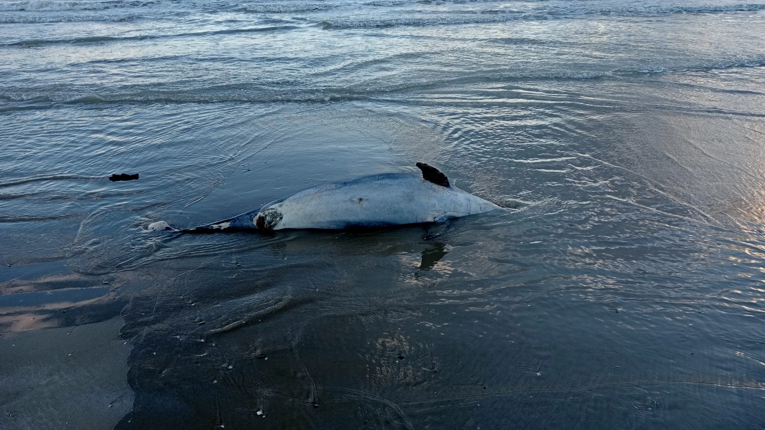 Un delfino spiaggiato e ormai privo di vita
