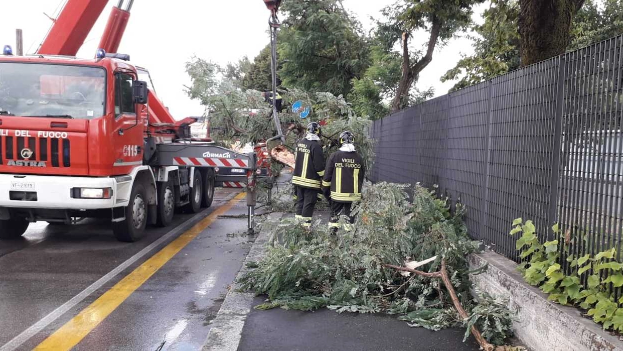 Maltempo a Bologna, alberi caduti in strada