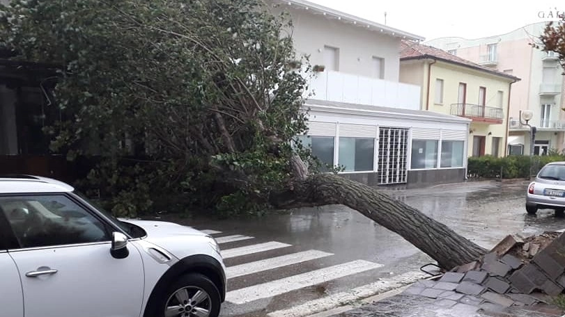 Maltempo Rimini, uno degli alberi crollati a Torre Pedrera