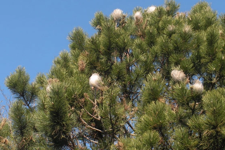 I nidi delle processionarie su un pino