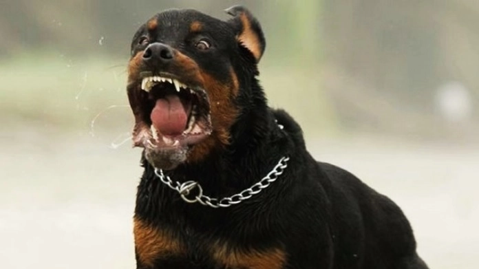 Rottweiler azzanna una donna e il suo cagnolino del Parmense