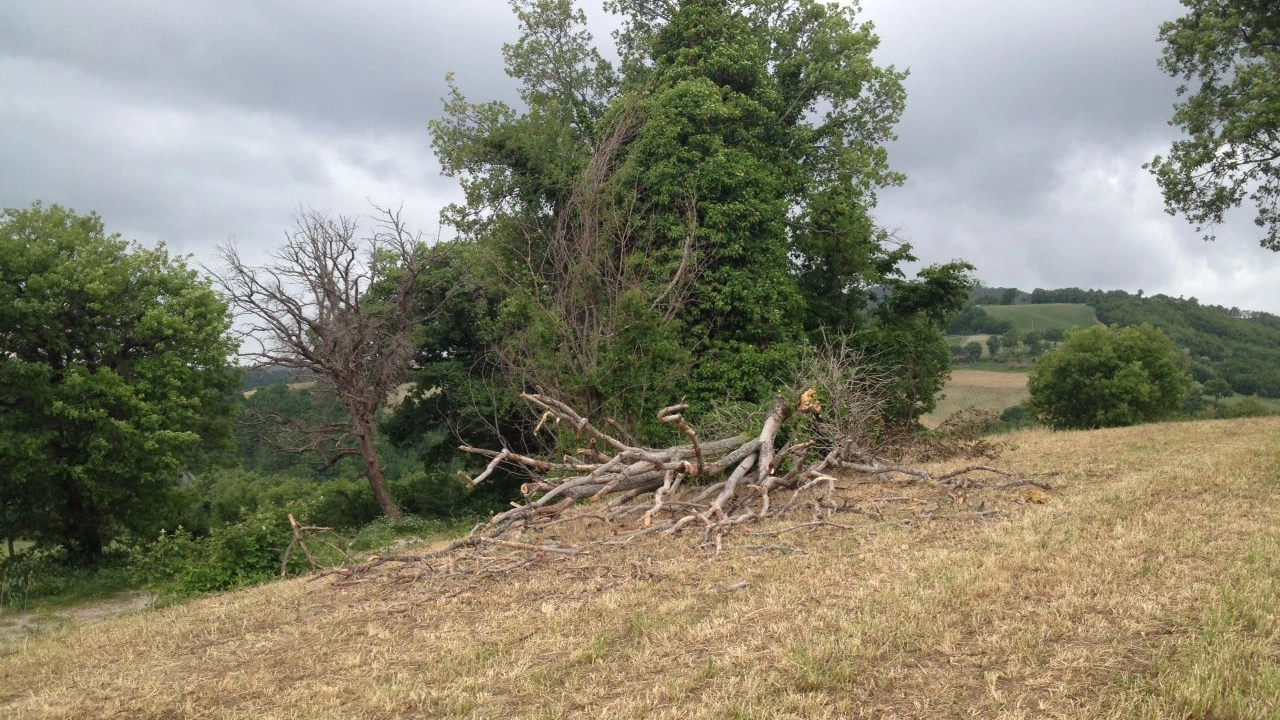 L'albero caduto a Frontino (foto Pierucci)
