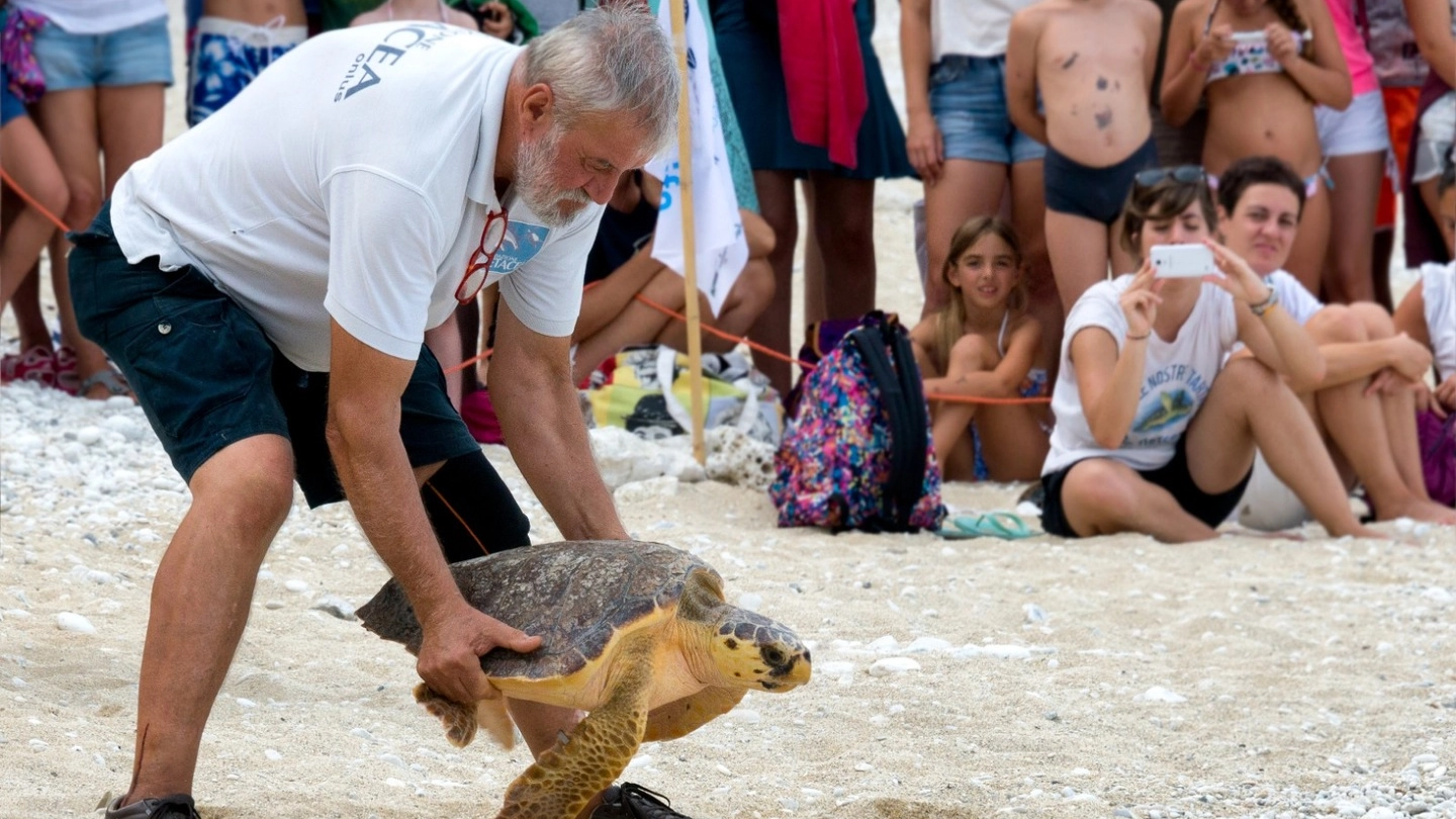 Un operatore intento ad adagiare una tartaruga al suolo 