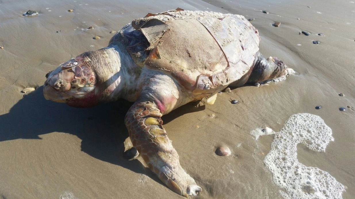 Una delle carcasse di tartaruga marina trovate in questi giorni sulla spiaggia riminese