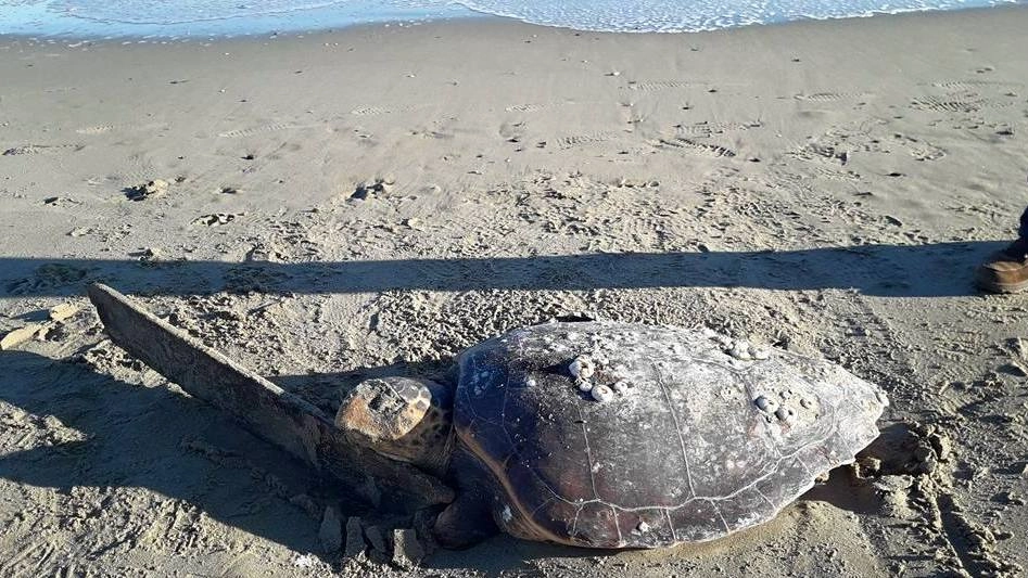 La tartaruga sulla spiaggia di Bagni Lucio (Foto Massimo Tonucci)