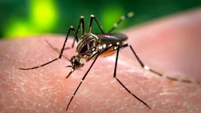 Sospetto caso di dengue a Bologna, scatta la profilassi