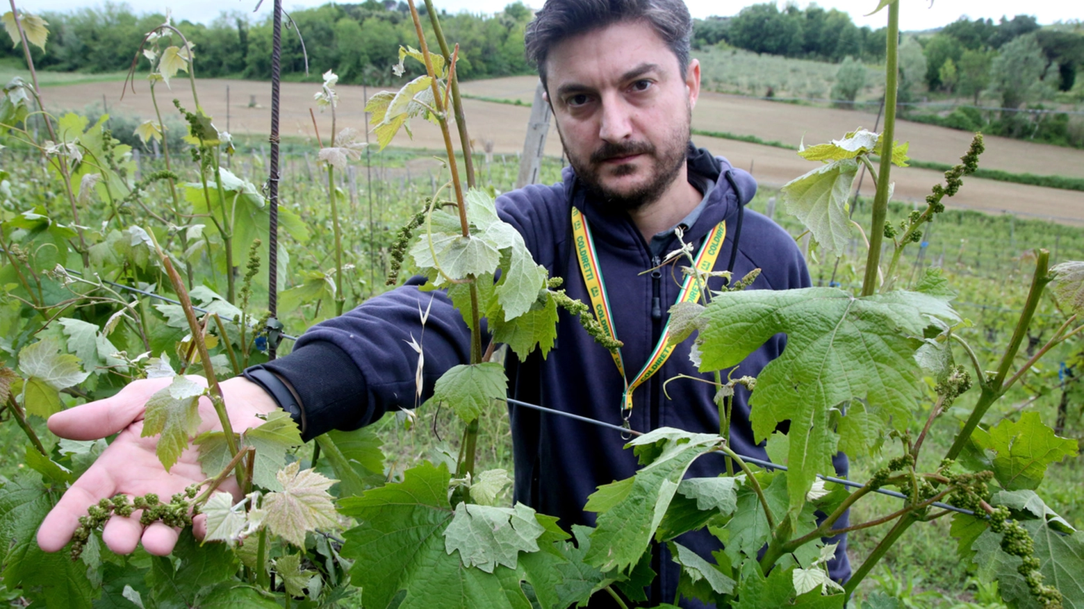 Cia Romagna presenta l’Annata Agraria 2023: crollo della produzione in provincia: -80% le ciliegie, -41% le pesche, -51% le pere, -35% le fragole, -15% le susine e -70% per le olive