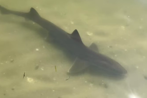 Il piccolo squalo che nuotava vicino a riva nel Ferrarese