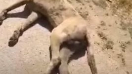 Il cane ucciso a Mazara del Vallo in una foto finita sui social