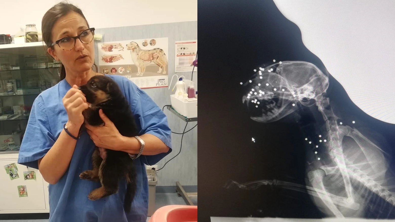 A sinistra, la veterinaria che ha curato la gattina. A destra, la radiografia dell'animale