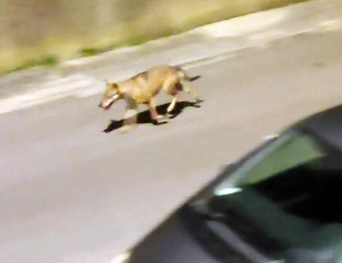 Animali selvatici in pieno centro ad Ancona: lupo sbrana un cinghiale tra le case