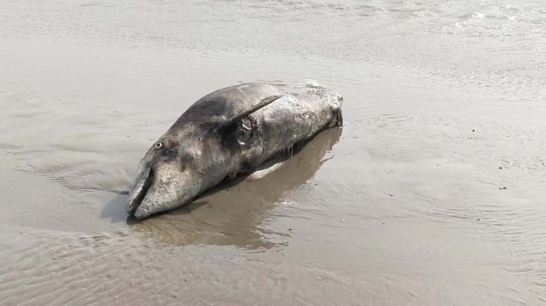 La carcassa del delifino alla foce dell'Albula
