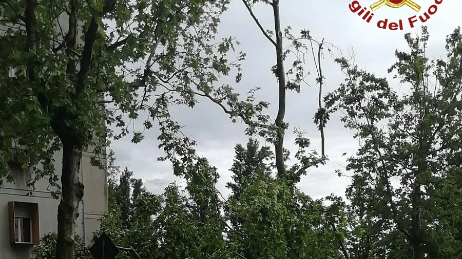 L'albero caduto per il maltempo a Modena