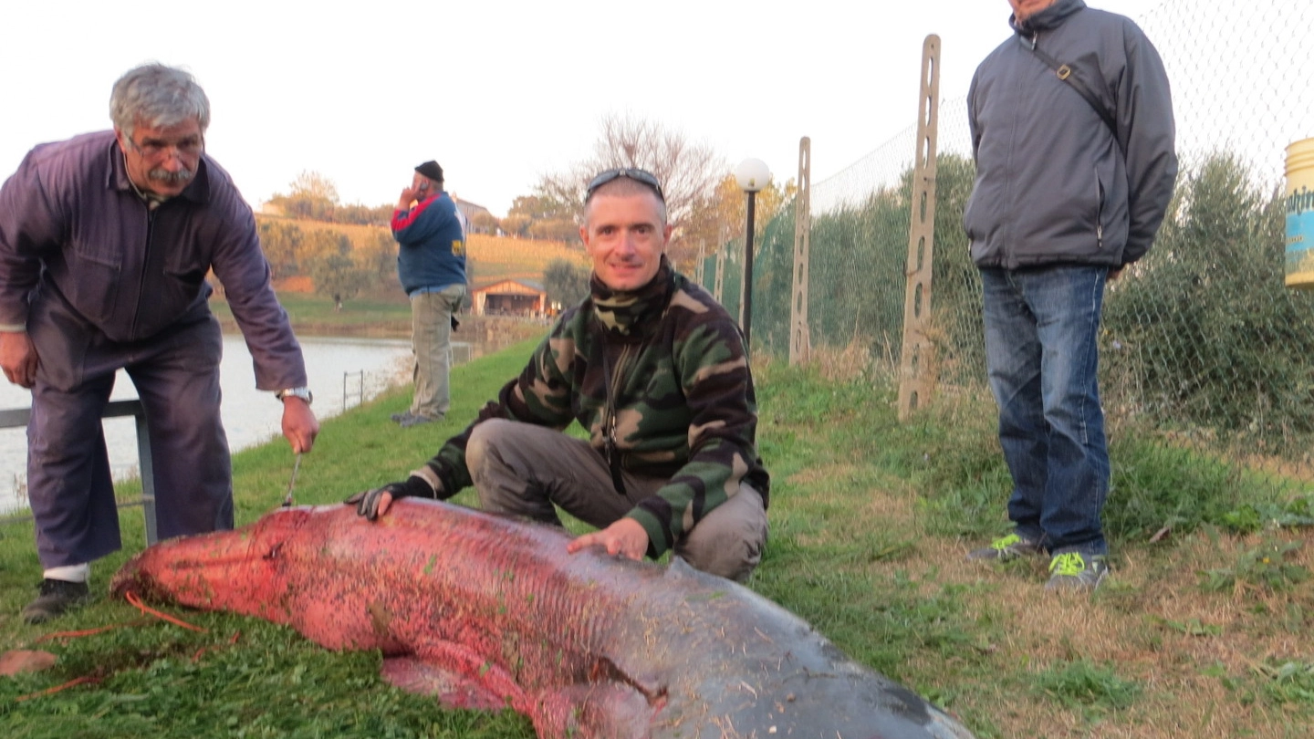 Il siluro gigante pescato a Marotta (foto Franceschetti)