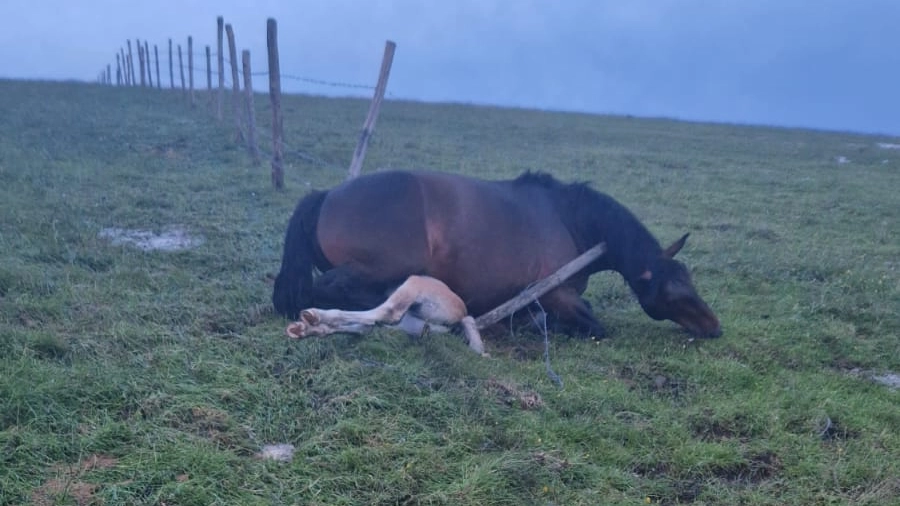 cavalli morti sotto una raffica di fulmini sul monte Tenetra, vicino al Catria