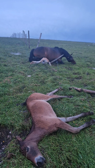 Sul Monte Catria cavalli morti sotto una scarica di fulmini
