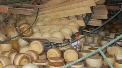 Le forme di Parmigiano Reggiano provengono da venti aziende consorziate con il caseificio di Solara