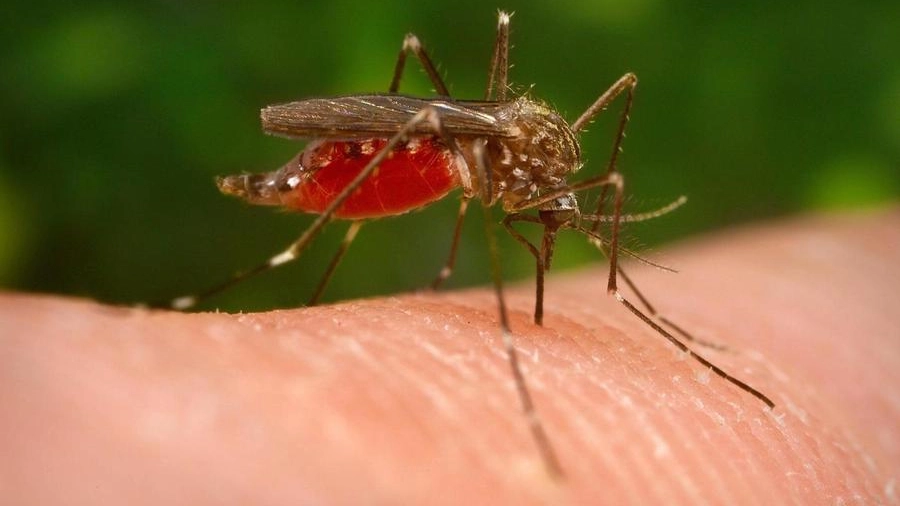 La zanzara che trasmette la West Nile (Ansa)